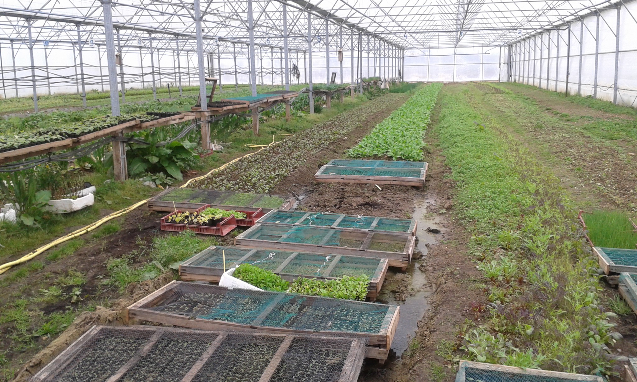 Producteur De L Gumes Amapmontrouge