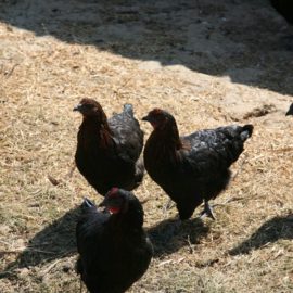 20160723 visite sophie besnard volailles 09