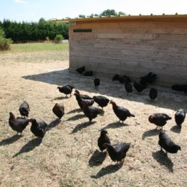 20160723 visite sophie besnard volailles 11