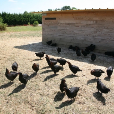 [#pétition] Sauvez l’élevage en plein air de notre productrice de volailles