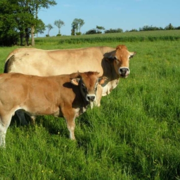 Partenariat viande bovine 2019 – jusqu’au 13 février