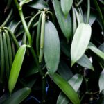a close up of a plant