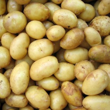 Recette de la semaine : pommes de terre farcies au camembert