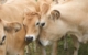 vaches