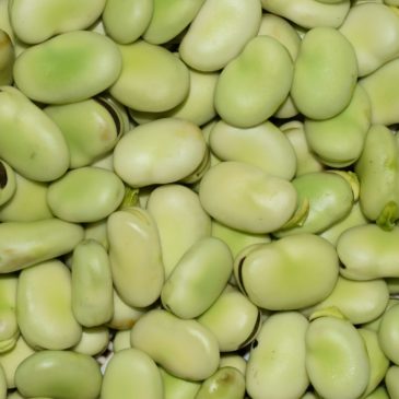 Recette de la semaine : fèves à la marocaine