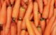 orange carrots on human hand