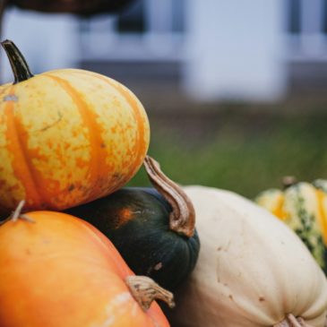 Recette de la semaine : gratin de courges