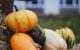 orange and white pumpkins on green grass during daytime